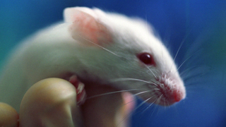 An Experimental Drug for Obesity Shows Promise in Treating Alzheimer's—At Least in Mice